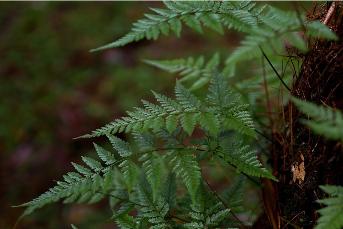 Renda francesa: veja dicas especiais para cuidar dessa herbácea - Reprodução Canva
