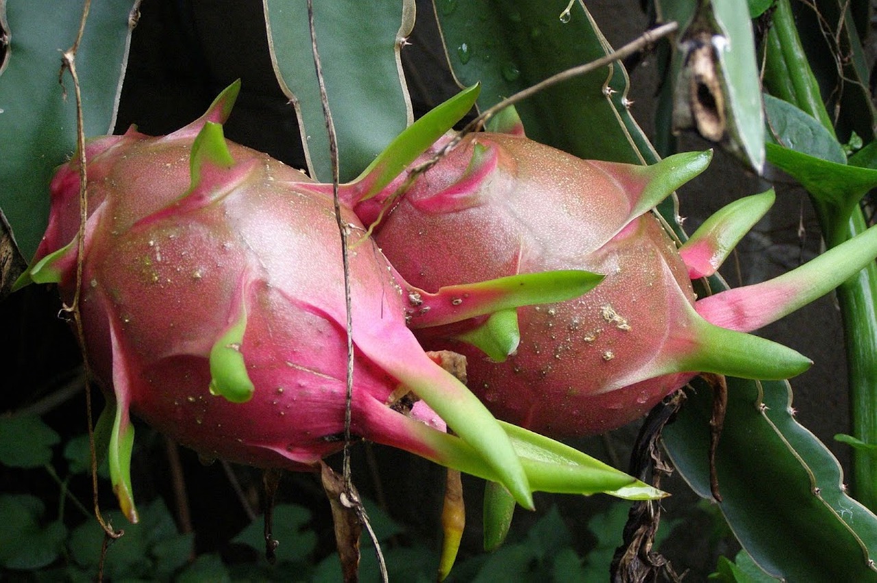 Como plantar pitaya no quintal e ter os melhores benefícios - Imagem retirada do pixabay