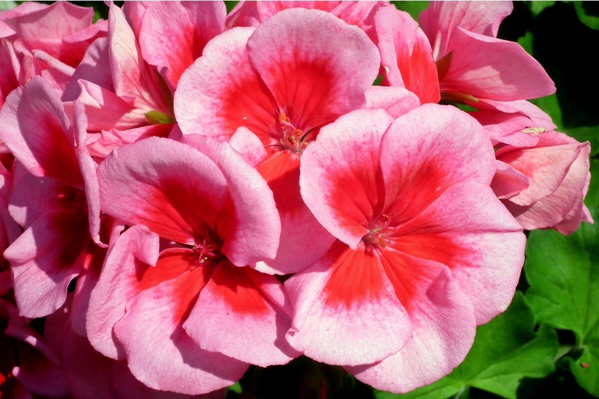 Gerânio: saiba como cuidar dessa planta decorativa para deixar o seu jardim perfeito - Reprodução Canva