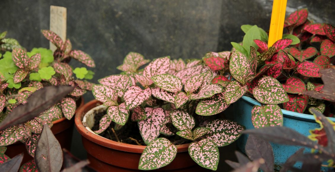 Face sardenta: conheça os principais passos para cuidar dessa planta de folhas salpicadas e coloridas - Pixabay