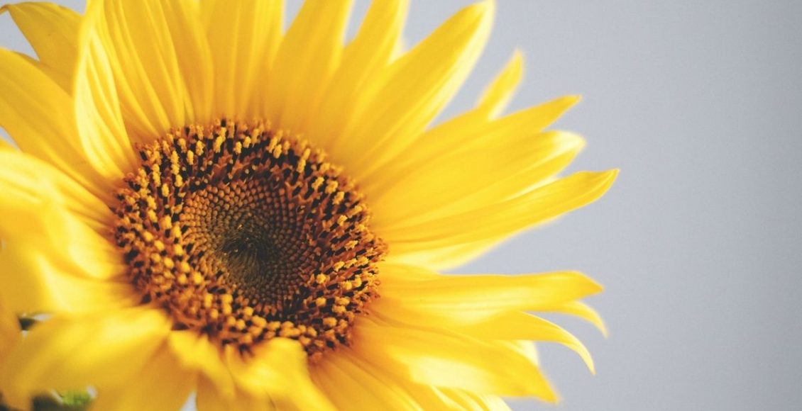 girassol - Reprodução Canva