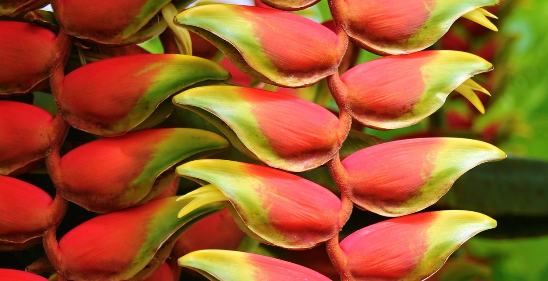 Helicônia: aprenda de vez como cuidar corretamente dessa planta - Pixabay