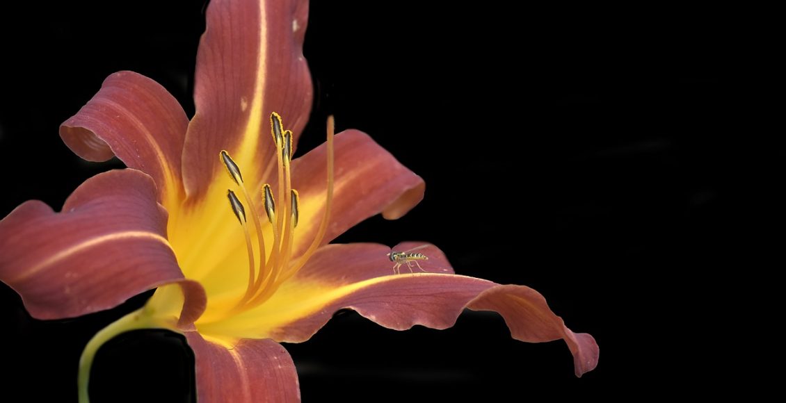 Lírio de um dia: saiba mais sobre essa planta e aprenda como cuidar corretamente - Pixabay