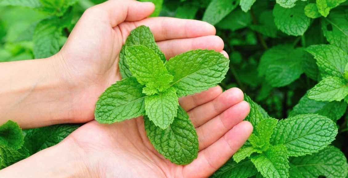 replantar hortelã - Reprodução Canva