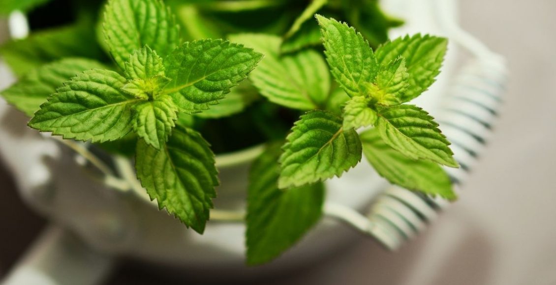 hortelã com galho - Reprodução Canva