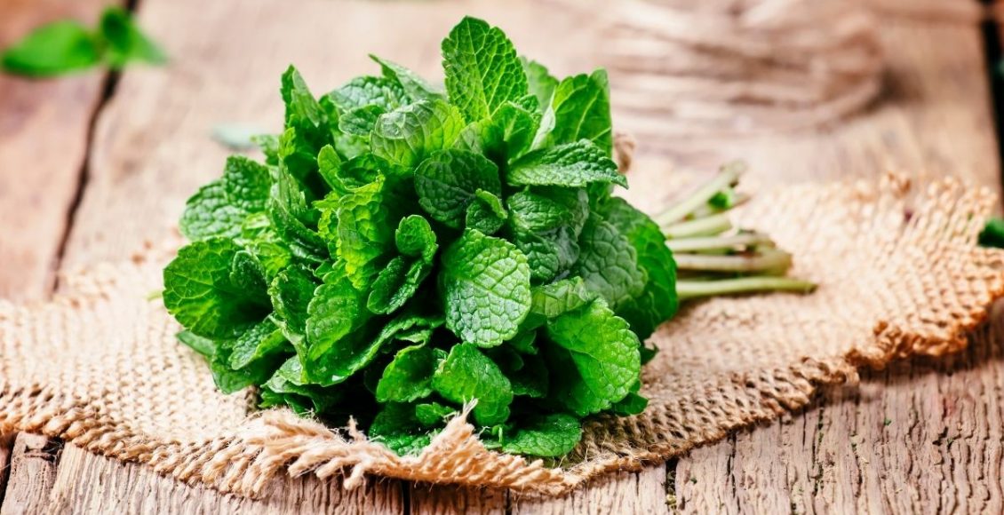 hortelã em garrafa PET - Reprodução Canva