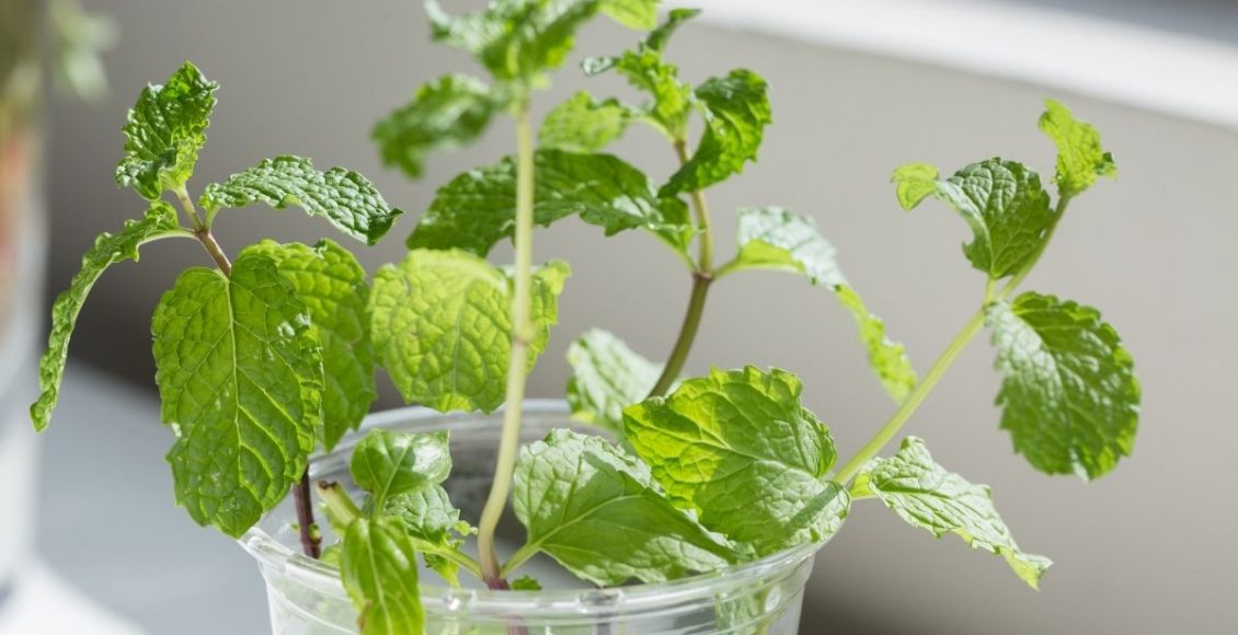 plantas que conseguem repelir pragas - Reprodução Canva