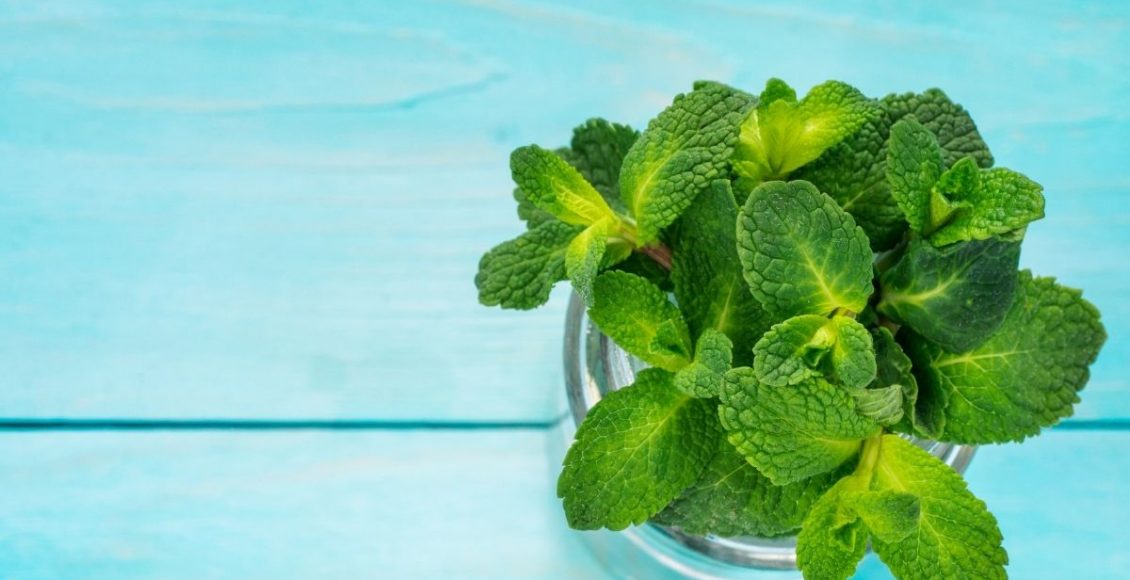 hortelã-pimenta - Reprodução Canva