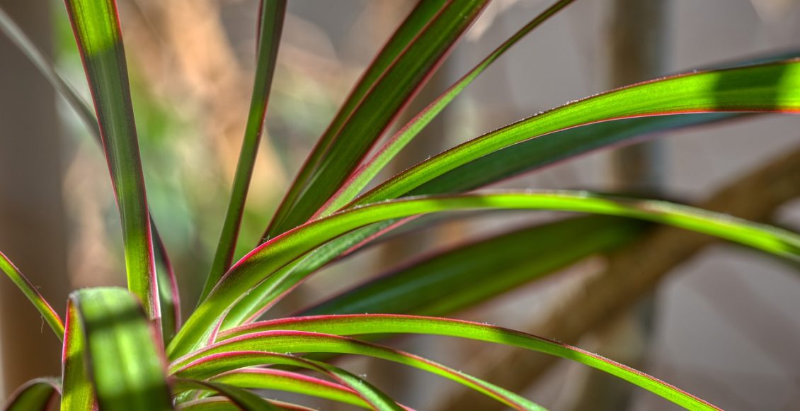 Sabia que a Dracena é perfeita para ambientes com ar-condicionado? então saiba mais sobre essa planta e seus cuidados - Pixabay