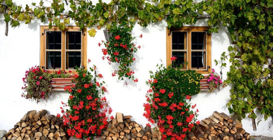 Plantas pendentes: ideias criativas para a decoração do seu lar - pixabay