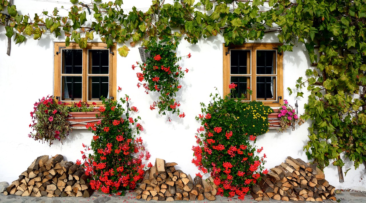 Plantas pendentes: ideias criativas para a decoração do seu lar - pixabay