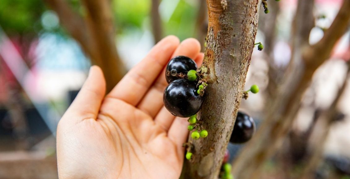 Jabuticaba em vaso: dicas para cultivar essa planta sem medo. Confira agora — Reprodução do Canva.