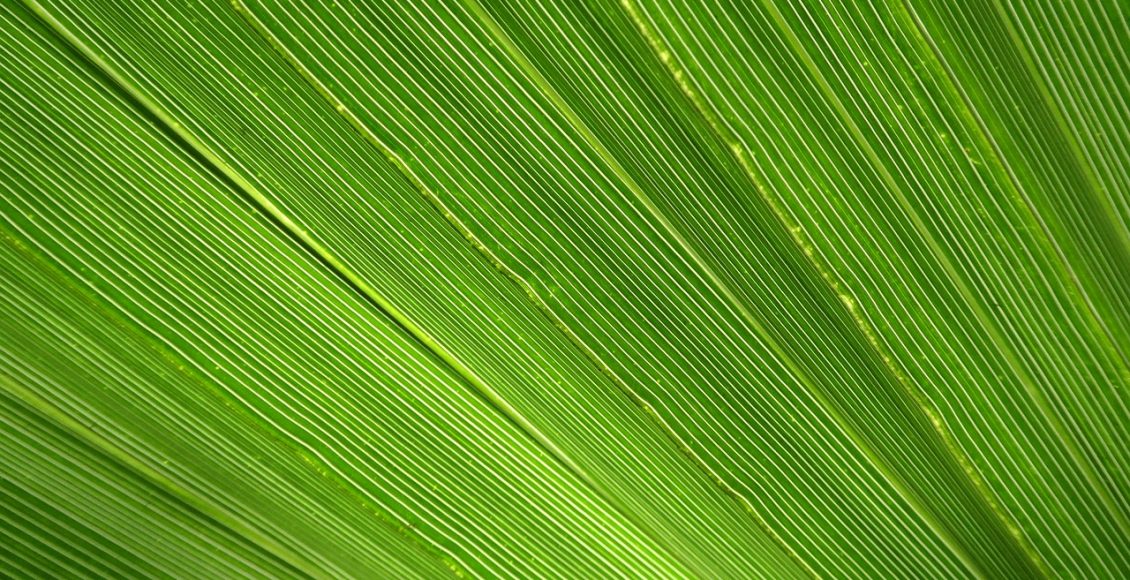 Palmeira-leque: veja os cuidados necessários para cultivar essa bela palmeira de vaso - Pixabay