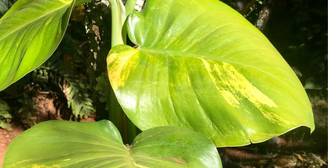 jibóia verde e jibóia neon entenda as diferenças de cultivo dessas plantas - Reprodução Canva