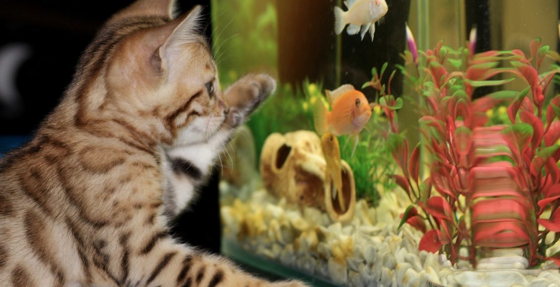 Conheça 3 plantas para aquário e mude totalmente o ambiente dos seus peixinhos, veja agora - Pixabay