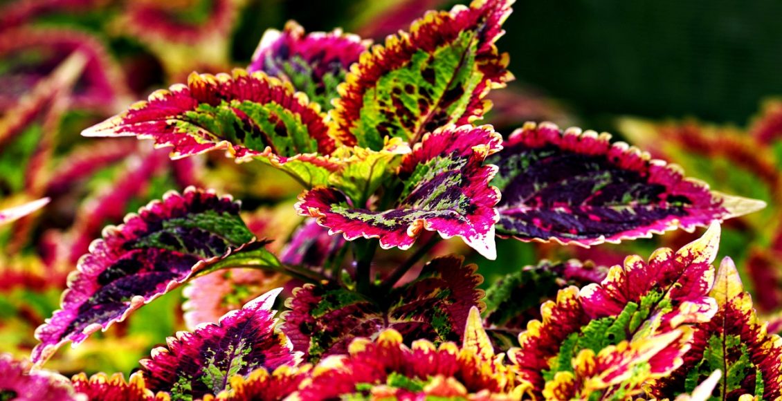 Coração-magoado: veja como cuidar corretamente dessa exuberante planta - Pixabay