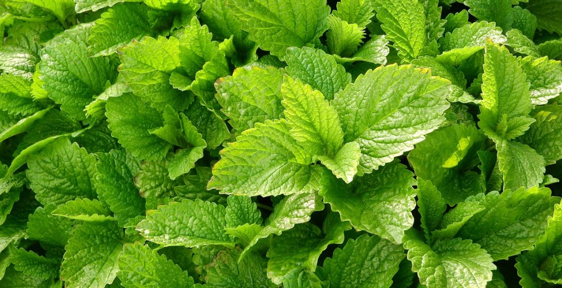 Plantas aromáticas: conheça algumas para cultivar na sua casa - pixabay