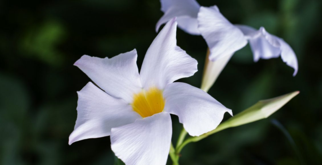 Dipladênia: conheça essa trepadeira ideal para pergolado e saiba como cuidar corretamente - Pixabay