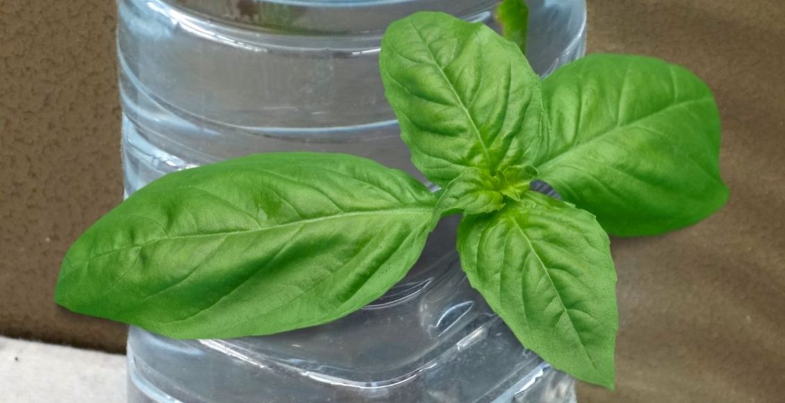 manjericão em garrafa PET - Reprodução Canva