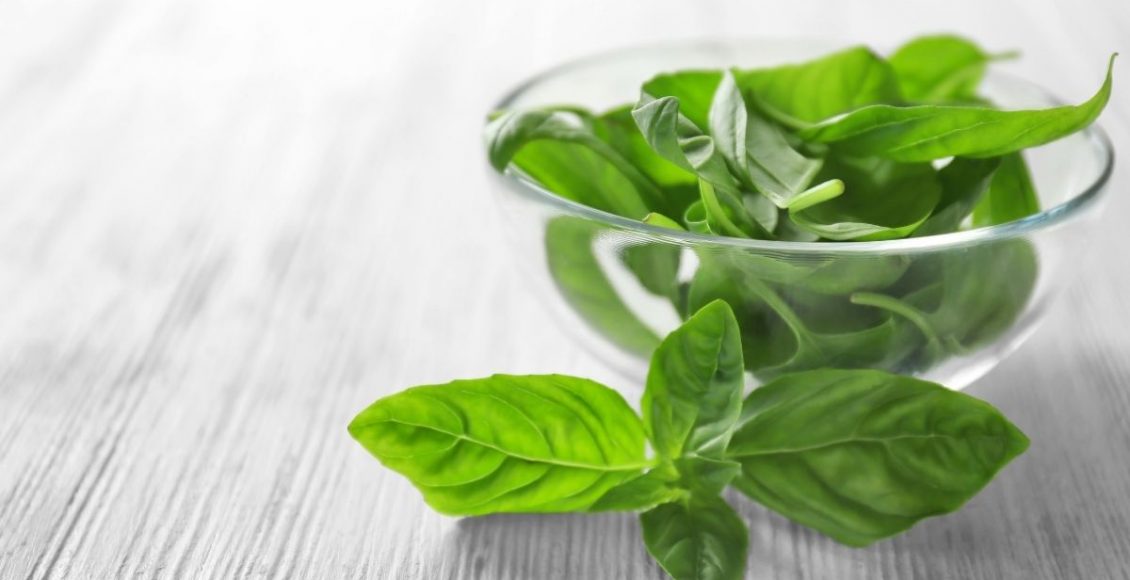 manjericão na água - Reprodução Canva