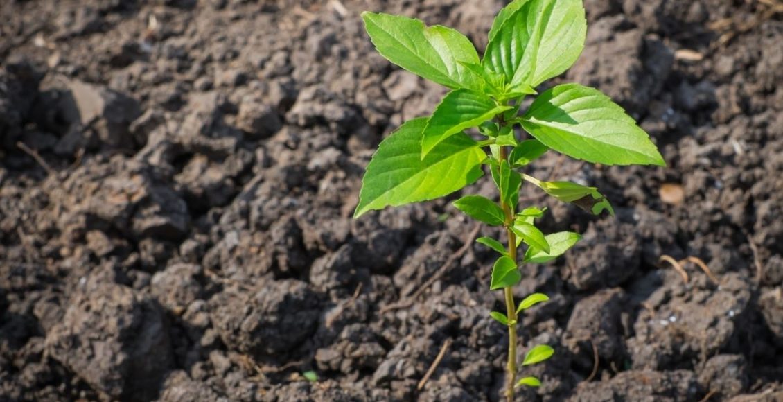 manjericão no chão - Reprodução Canva