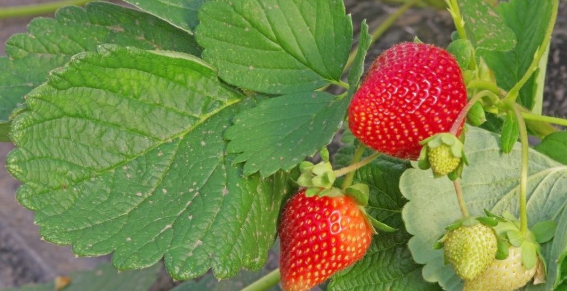 Morango na garrafa PET - Reprodução Canva