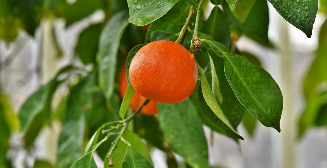 Chá da folha de laranja: veja os principais benefícios desse ingrediente natural - Pixabay