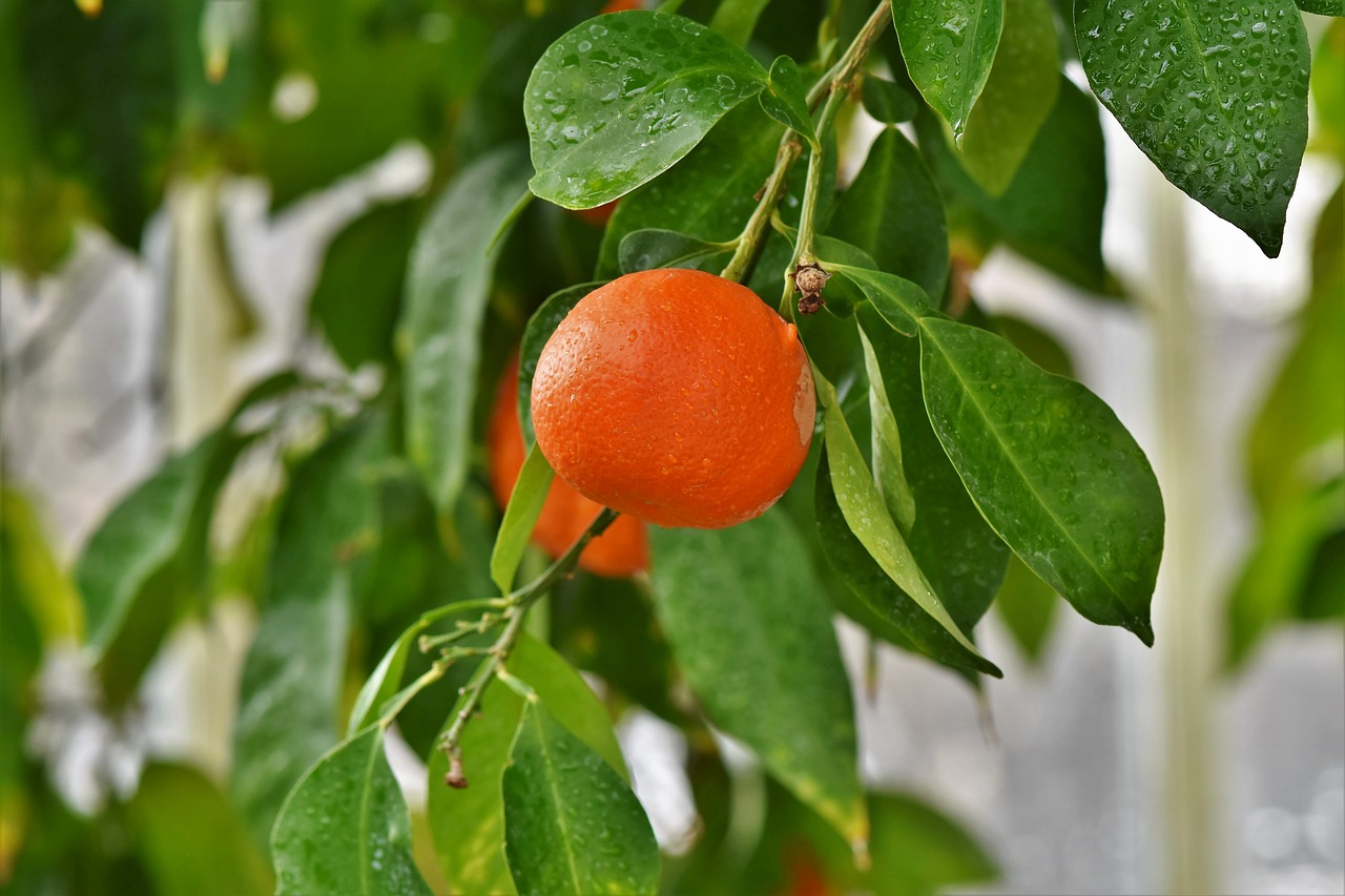 Chá da folha de laranja: veja os principais benefícios desse ingrediente natural - Pixabay