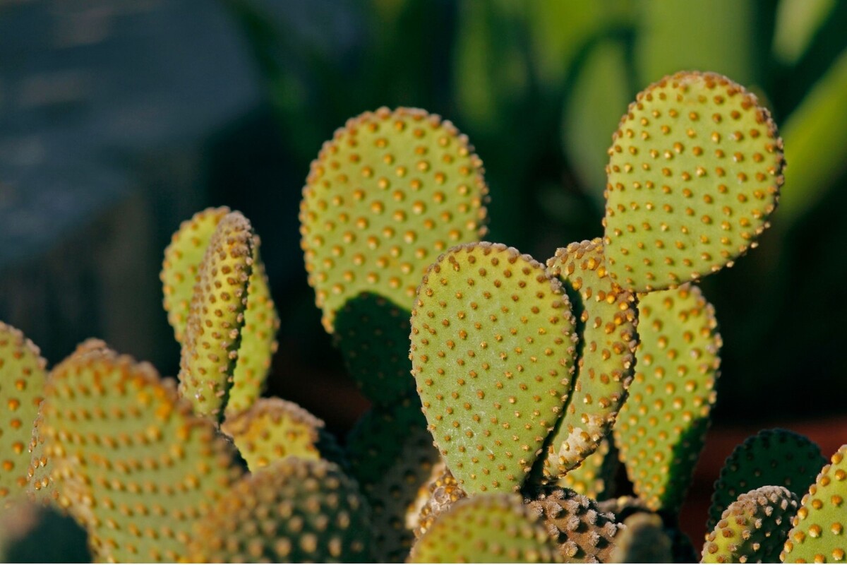 Пунция. Опунция Microdasys White. Опунция хуажопензис Opuntia huajuapensis. Кактус с ушками. Аквариум с кактусами как называется.