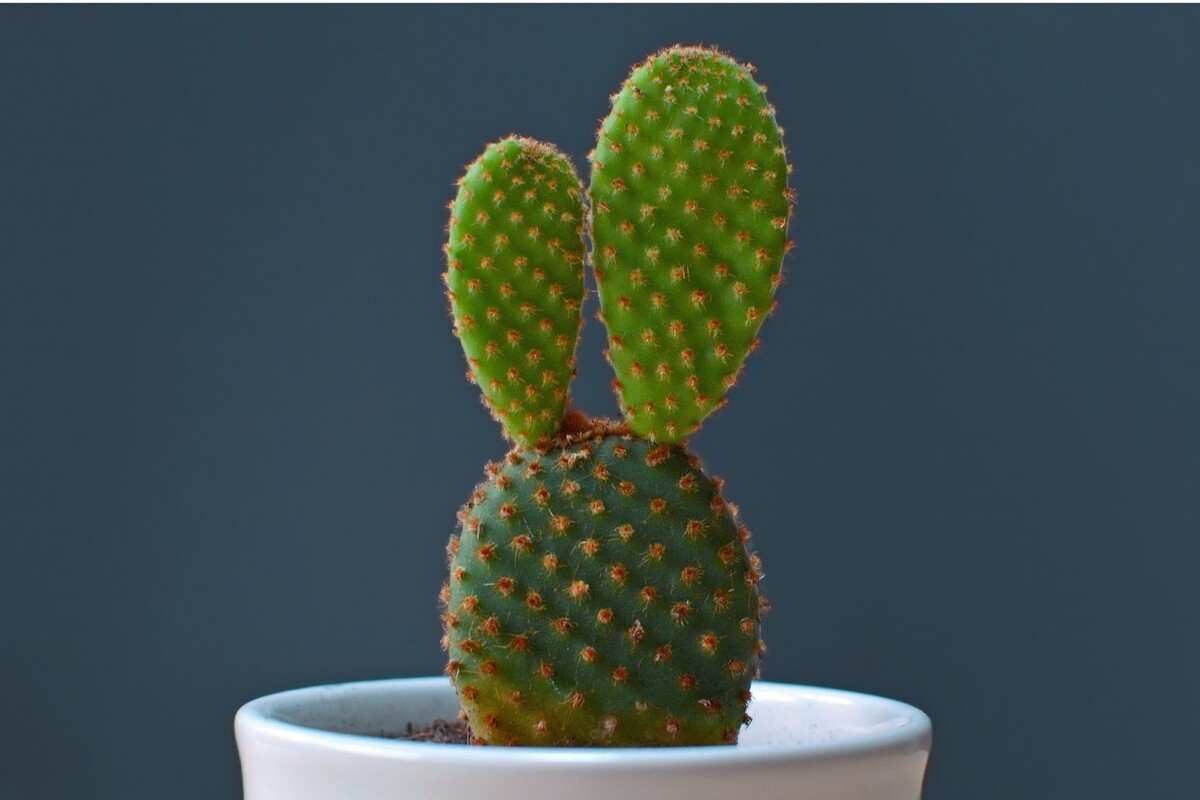 Cacto mickey: saiba dicas imperdíveis sobre o cultivo dessa suculenta - Fonte: Canva
