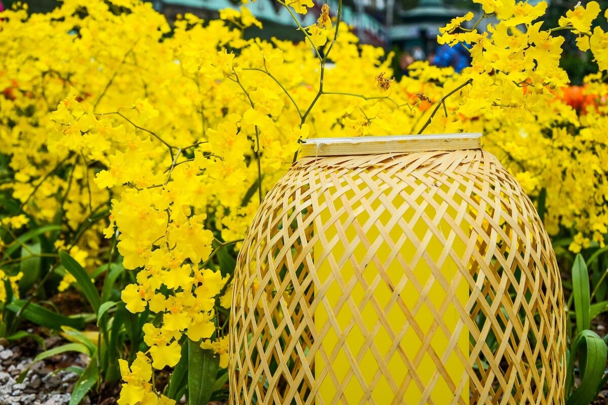 Orquídea chuva de ouro: acompanhe dicas para deixar essa planta tropical perfeita - Fonte: Canva