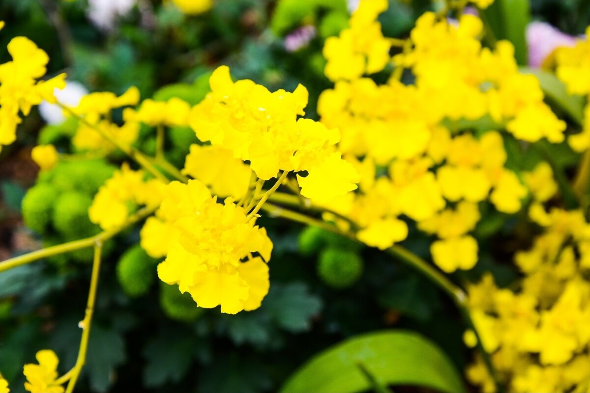 Orquídea chuva de ouro: acompanhe dicas para deixar essa planta tropical perfeita - Fonte: Canva