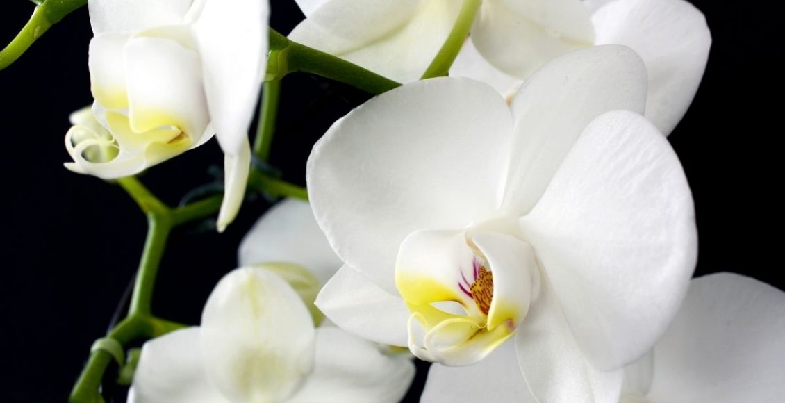 orquídea branca - Reprodução Canva