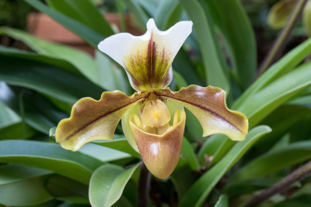 Orquídea sapatinho: veja as melhores formas de cultivar essa espécie