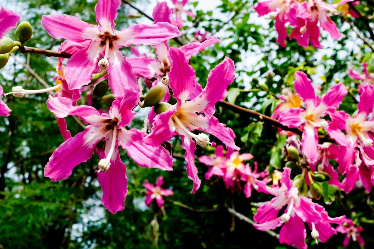 Paineira: veja como cultivar essa bela árvore de forma fácil