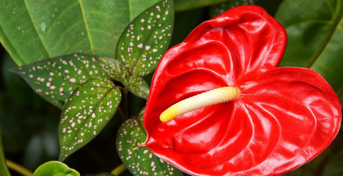 Antúrio: saiba como cuidar corretamente dessa planta dentro de casa - Pixabay