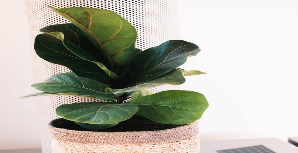 Conheça a Ficus lyrata bambino, a mini-árvore que vem conquistando o coração das pessoas, veja agora - Pexels