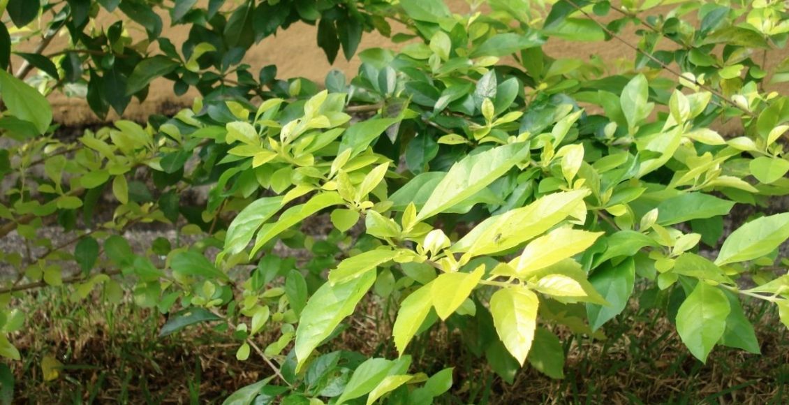 pingo de ouro - Reprodução Canva