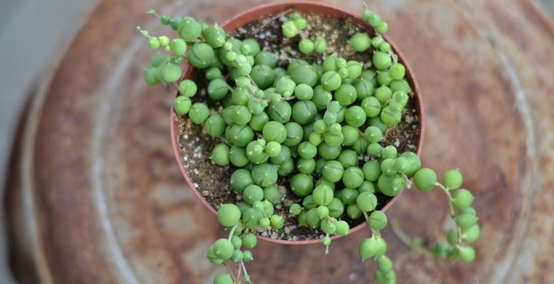 Plantas para jardim vertical: conheça algumas espécies para usar no seu - pixabay