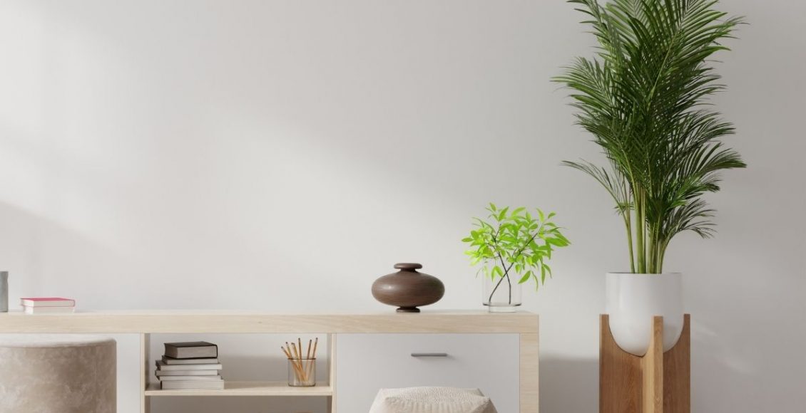 os brasileiros se apaixonaram amais pelas plantas durante a pandemia, Por esse motivo, hoje vamos te mostrar três plantas para casa - pixabay