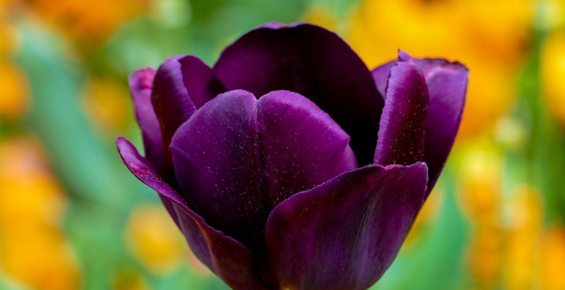 Flores para jardim: conheça algumas para decorar e colorir seu espaço - Reprodução Pixabay