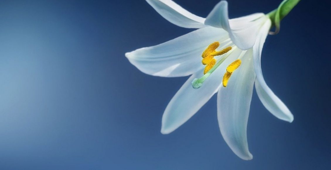 Plantas venenosas: veja algumas não recomendadas para se ter em casa - pixabay