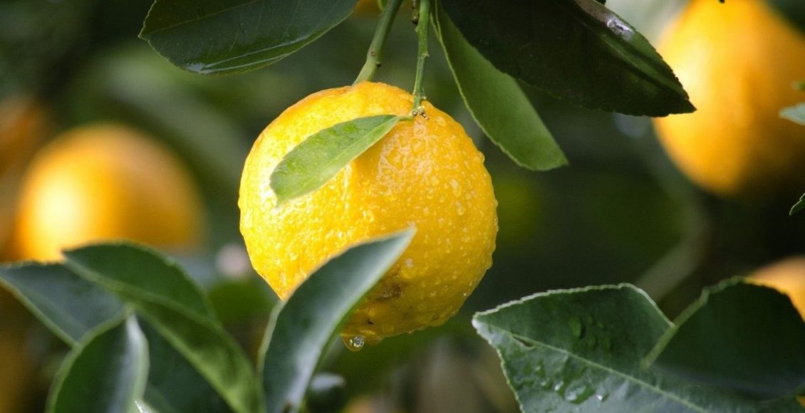 Árvores frutíferas: 3 ótimas para cultivar no seu quintal ou jardim - pixabay