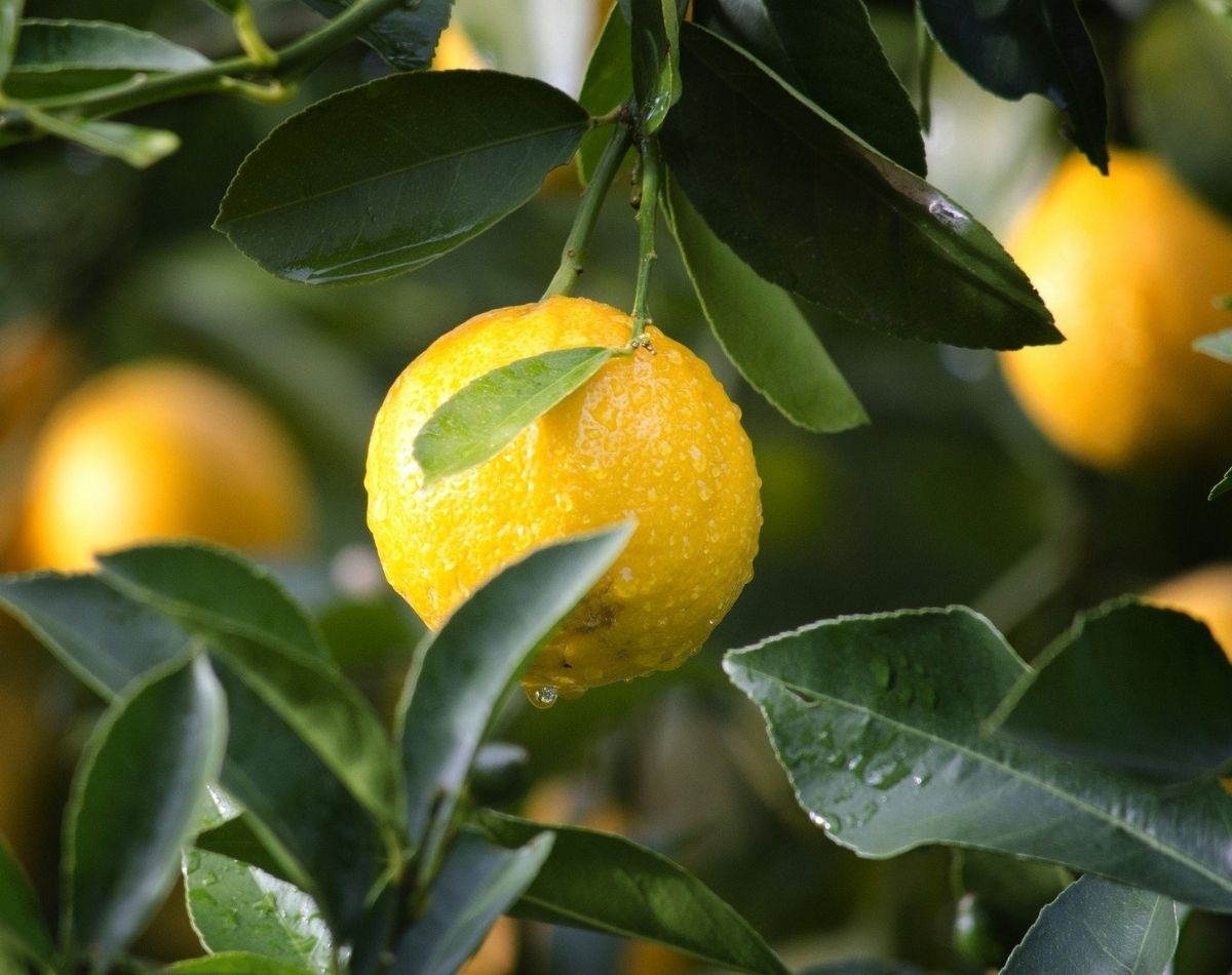 Árvores frutíferas: 3 ótimas para cultivar no seu quintal ou jardim - pixabay