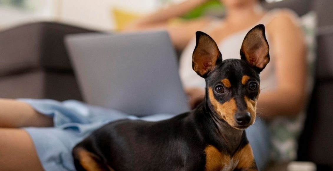 Limpeza de casa com animais: descubra como manter o ambiente limpo com seu bichinho - pixabay