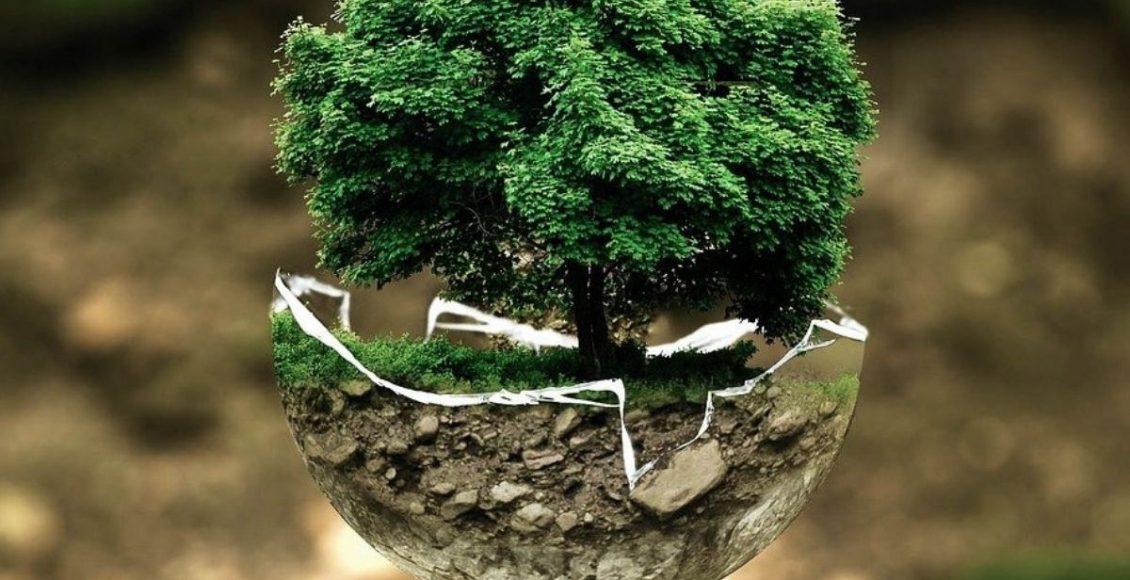 Como cuidar de uma árvore? Aprenda como cultivar de forma saudável -pixabay