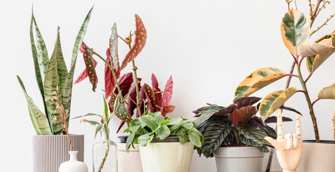 Plantas para ambientes internos: conheça 3 para decorar sua casa - pixabay