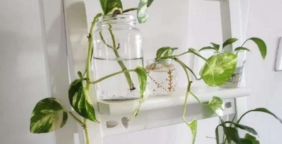 Plantas de água: conheça 3 tipos que você pode cultivar na sua casa - pixabay