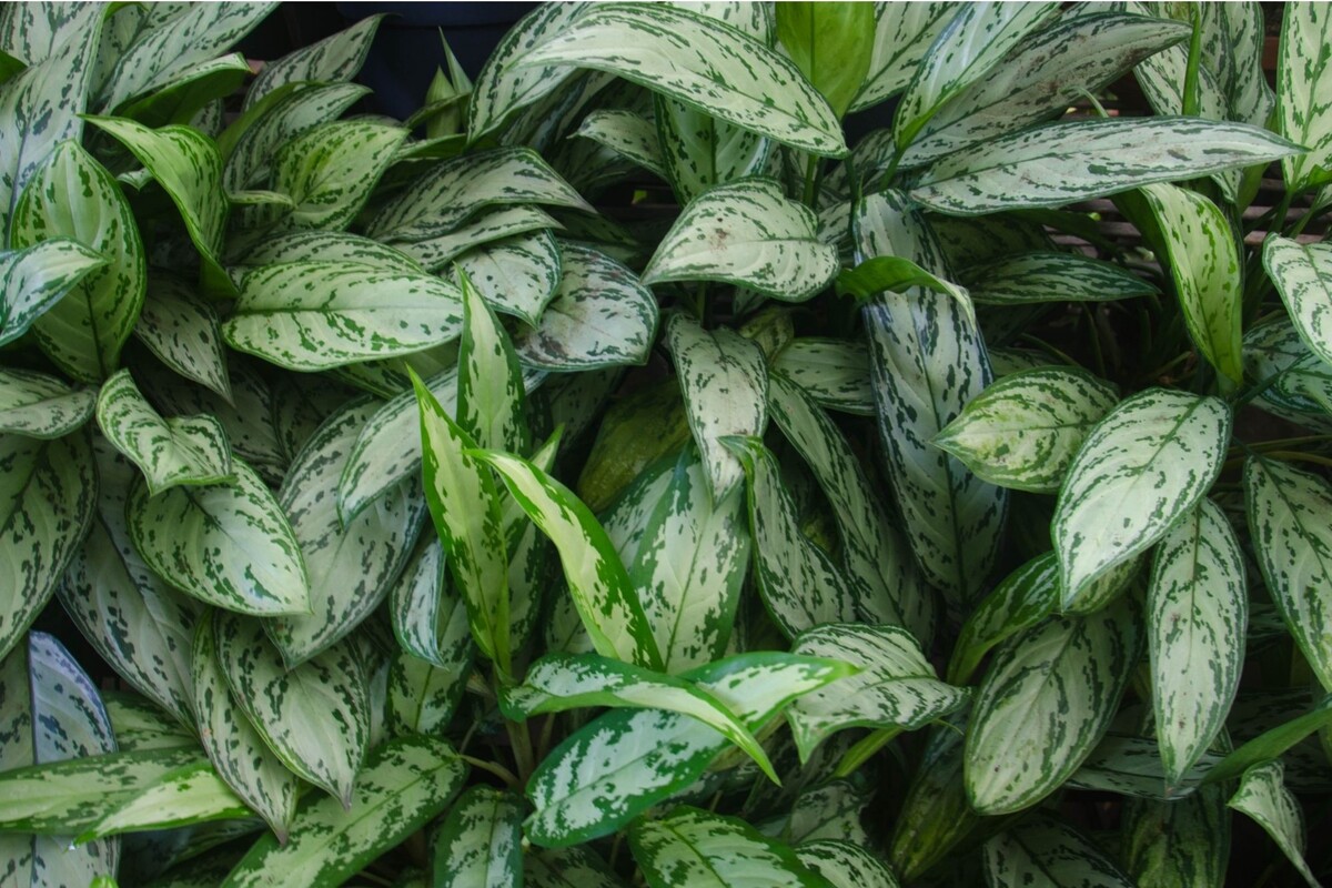 Aglaonema: saiba como cultivar essa planta com dicas infalíveis - Reprodução Canva
