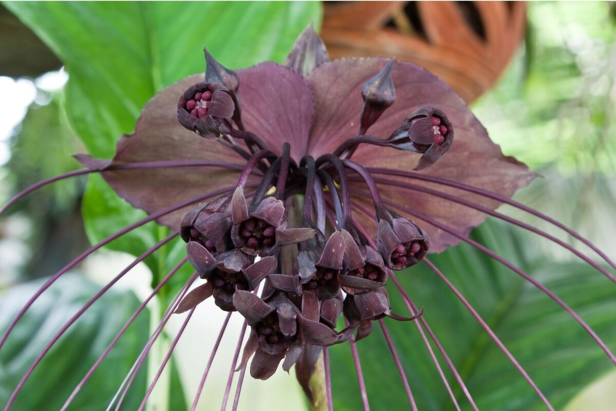 Flor morcego: veja as melhores dicas para cuidar dessa herbácea exótica